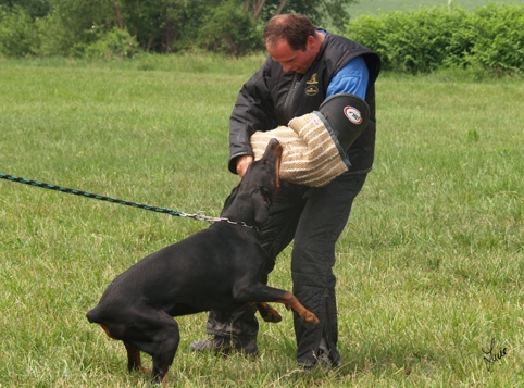 Dogs in training 6/2007